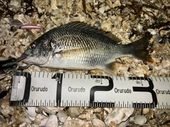 キビレの釣果