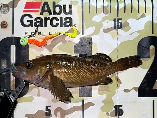 エゾメバルの釣果