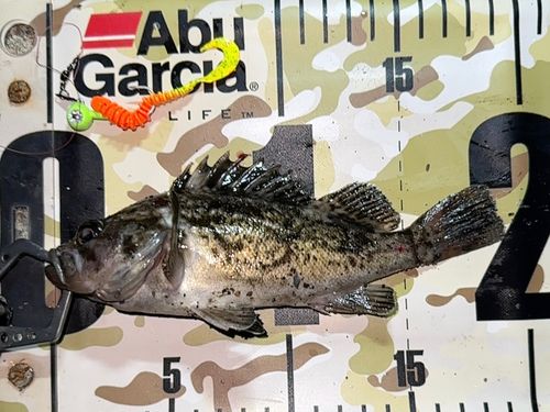 クロソイの釣果