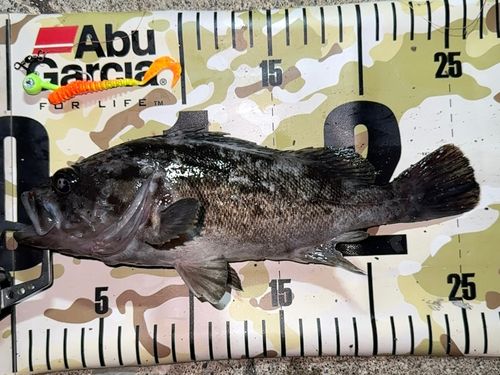 クロソイの釣果