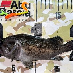 クロソイ