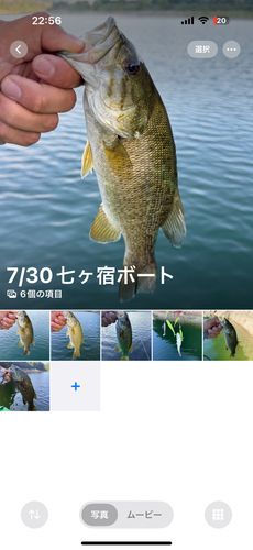 ブラックバスの釣果