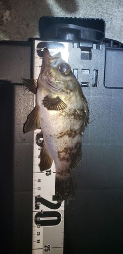 メバルの釣果