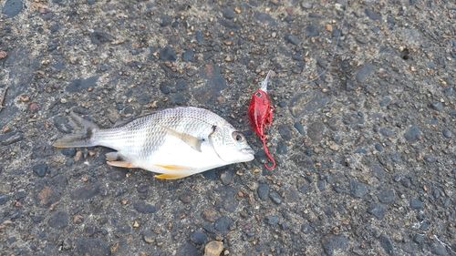 キビレの釣果