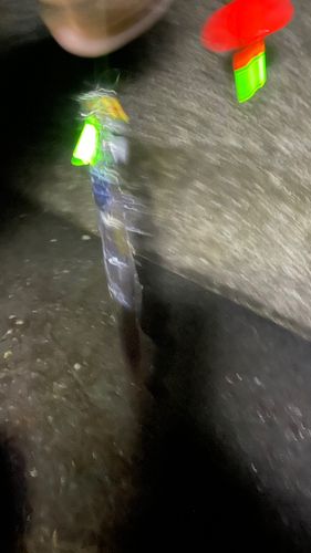 タチウオの釣果