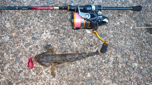 ウロハゼの釣果