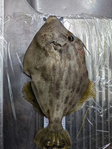カワハギの釣果