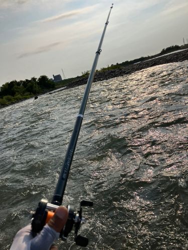 アユの釣果