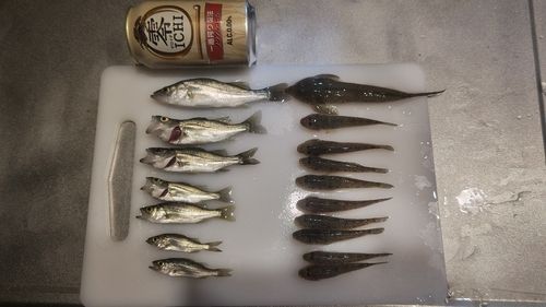 メゴチの釣果