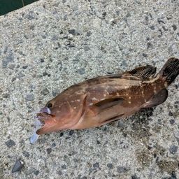 アコウ