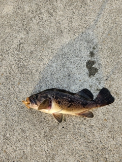 クロソイの釣果