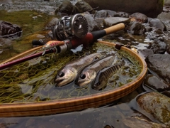 ヤマメの釣果