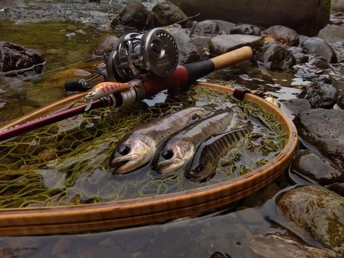 ヤマメの釣果