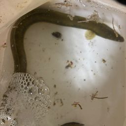 ウナギ