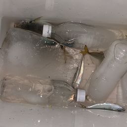 サバ