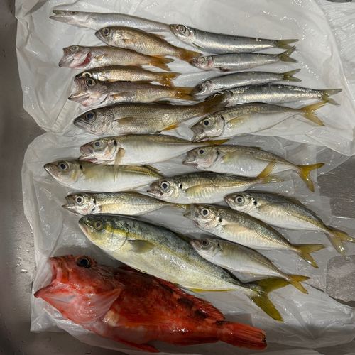 ワカシの釣果