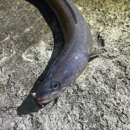 アナゴ