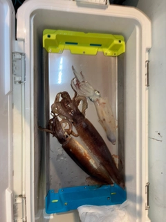 アカイカの釣果