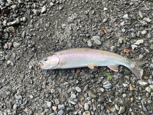ニジマスの釣果