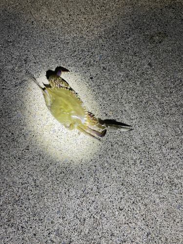ワタリガニの釣果