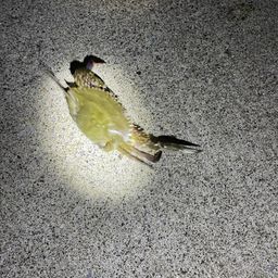 ワタリガニ