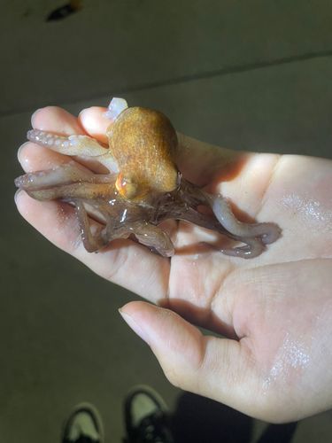 タコの釣果
