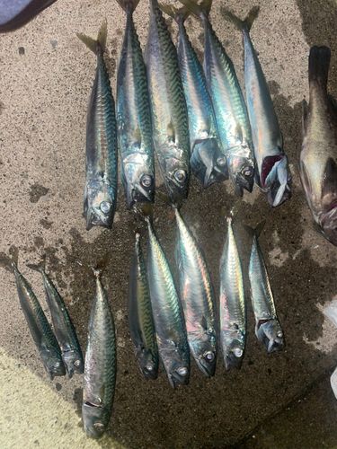 サバの釣果