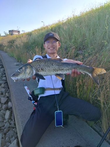 ニゴイの釣果