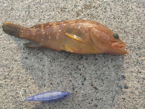 キジハタの釣果