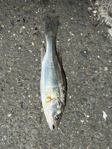 セイゴ（ヒラスズキ）の釣果