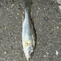 セイゴ（ヒラスズキ）