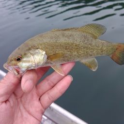 スモールマウスバス