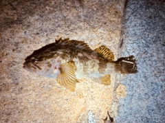 クロソイの釣果