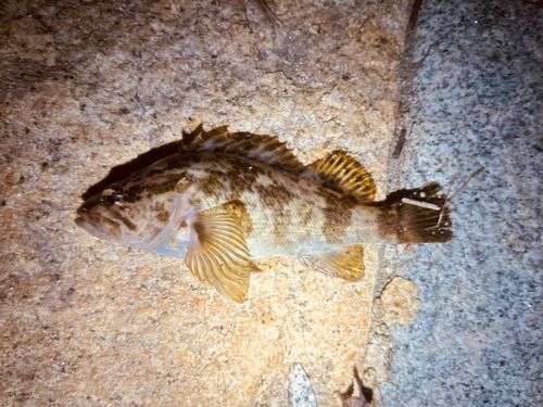 クロソイの釣果