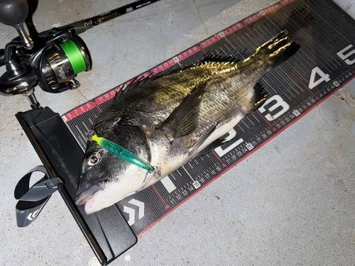 クロダイの釣果