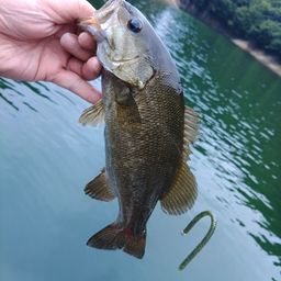 スモールマウスバス