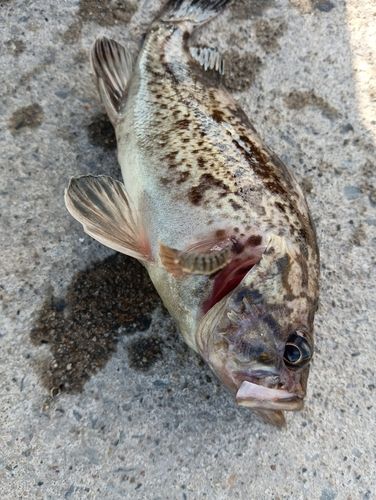 クロソイの釣果
