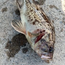 クロソイ