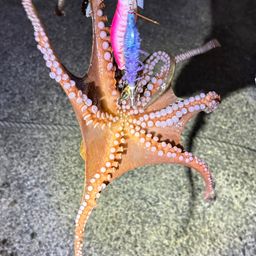 タコ