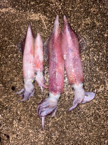 ケンサキイカの釣果