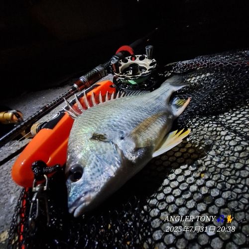 チヌの釣果