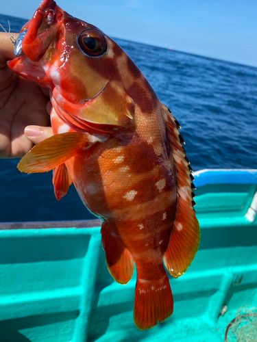 アカハタの釣果