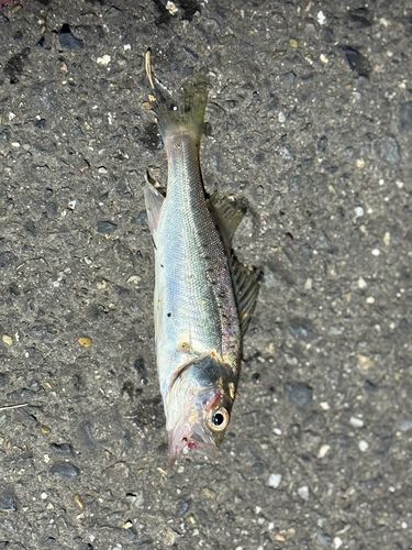 セイゴ（ヒラスズキ）の釣果