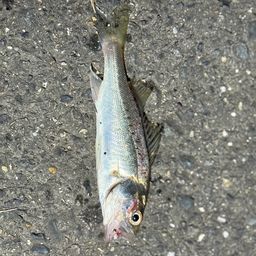 セイゴ（ヒラスズキ）