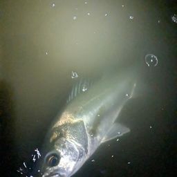 シーバス
