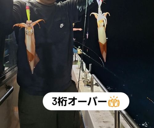 イカの釣果