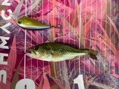 ブラックバスの釣果