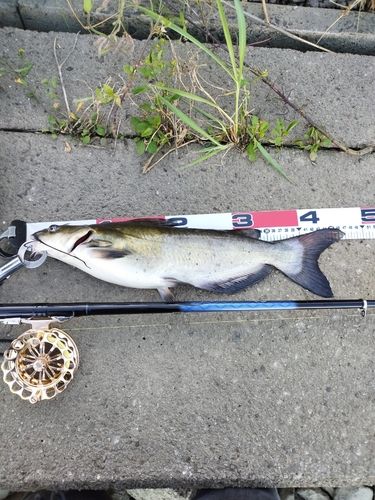 アメリカナマズ