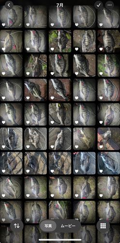 クロダイの釣果