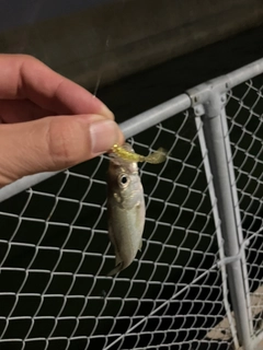 セイゴ（タイリクスズキ）の釣果